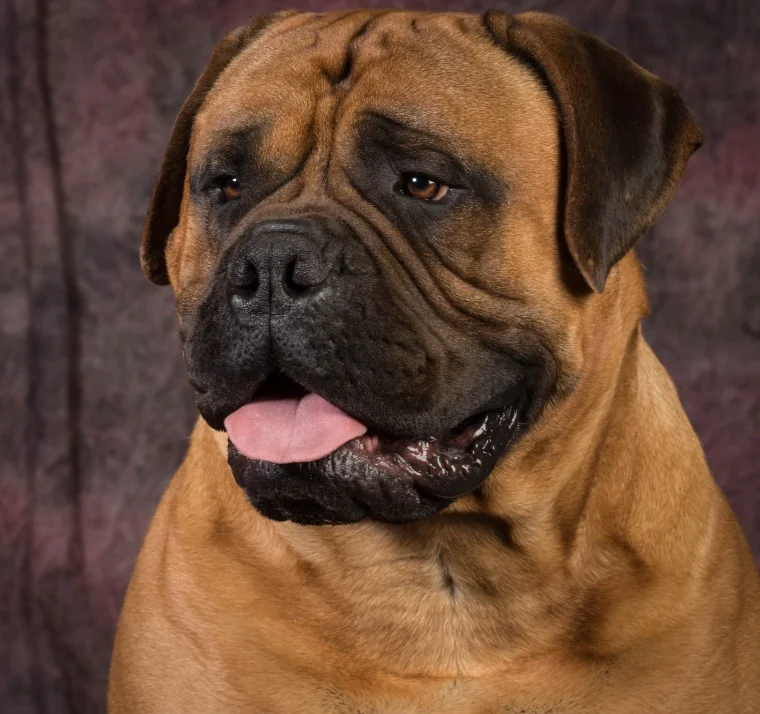 Bullmastiff