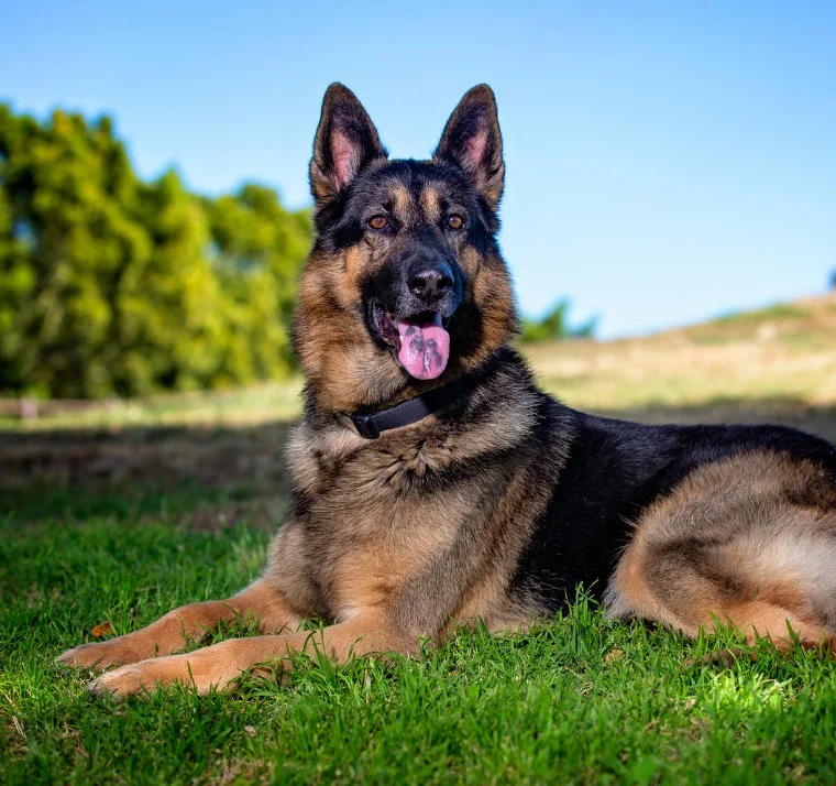 German Shepherd