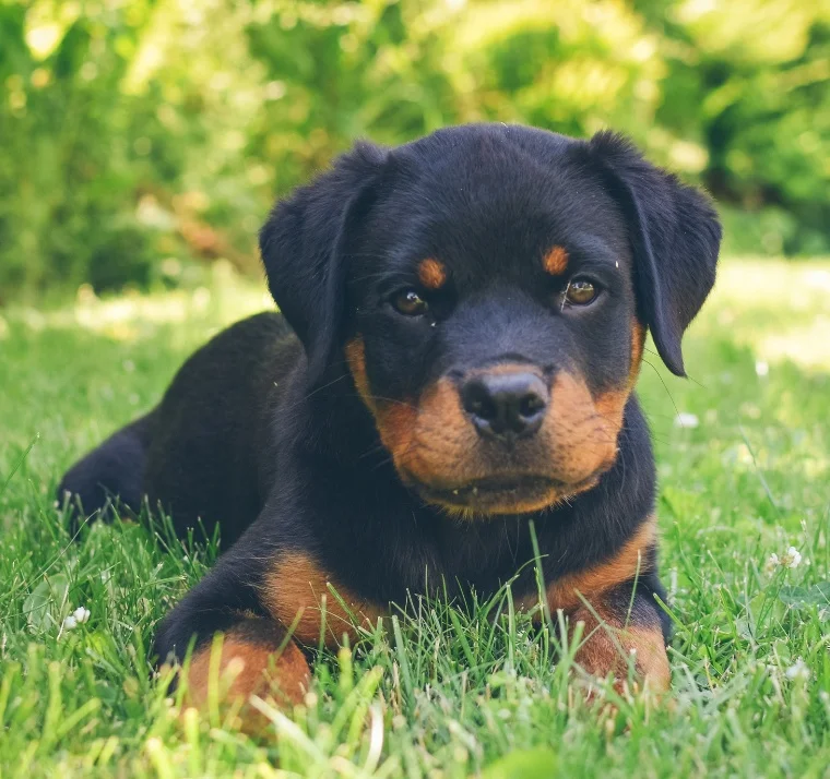 Puppy Sales